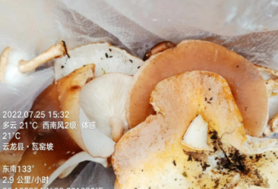 ​手机的说明文