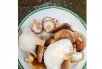 ​英语广播稿
