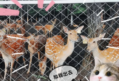 ​运动会致百米运动员加油稿